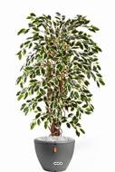 Ficus Lianes factice panache H 120 cm 432 feuilles en pot