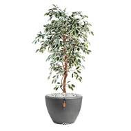 Ficus Benjamina Panache grande feuille tronc naturel H120cm Blanc-vert