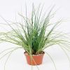 Herbe folle factice dans un pot H 35 cm tres fournie