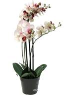 Orchidée Phalaenopsis factice en pot 3 hampes H 60 cm qualité décorateur Rose-crème