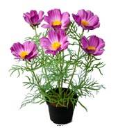 Cosmos fleurie factice en pot H 40 cm Pourpre-rose