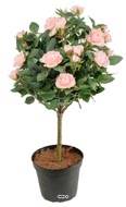 Rosier Boule sur tronc factice H 42 cm, Rose pâle