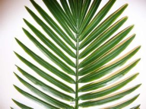 Feuille de palmier Phoenix H 63 cm PVC pour Outdoor D 27 cm magnifique