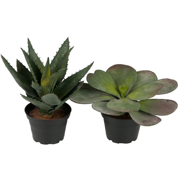 Lot de 2 succulentes