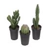 Cactées plantes factices en lot de 3 Cactus en pot H 8-13 cm