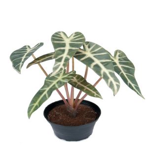 Alocasia factice, 7 feuilles en pot, H 30 cm