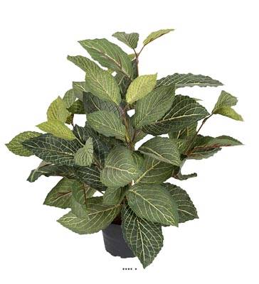 Fitonnia factice, feuillage dense, H 40 cm en pot, Vert