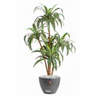 Dracaena factice H 120 cm 110 feuilles 5 troncs en pot