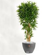 Croton Goldfinger reflexa factice H 150 cm 1428 feuilles arbre en pot