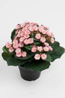 Kalanchoe factice en pot H 20 cm adorable et tres dense Rose