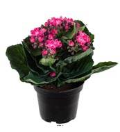Kalanchoe factice en pot H 20 cm adorable et tres dense Rose fushia