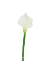 Arum calla factice H 55 cm Fleur Crème