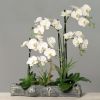 Composition Orchidee sur buche 5 hampes H 65 cm fleurons latexés et cactés