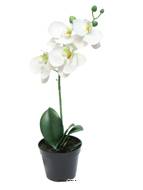 Orchidée Phalaenopsis factice en pot qualité décorateur H 35 cm Crème