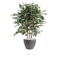 Ficus Exotica factice H 80 cm L 60 cm en buisson tronc naturel en pot