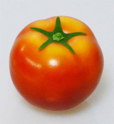 Tomate et sa feuille factice D 7 cm touché réel