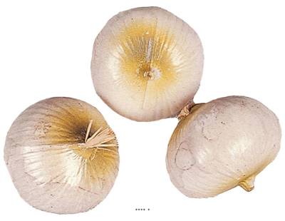 Oignons blancs factices x3 H 75x60 mm plastique soufflé