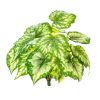 Bégonia factice en piquet 23 feuilles, H 34 cm Vert Jaune 
