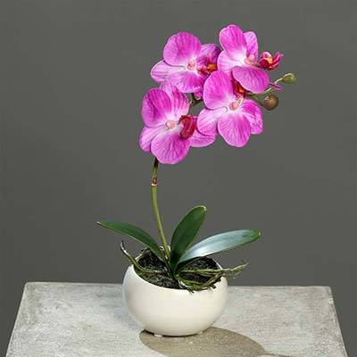 Orchidée phalaenopsis Factice en coupe céramique H 25 cm Lavande