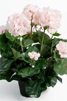 Geranium factice Rose pâle 6 tetes en pot leste H 35 cm superbes feuilles