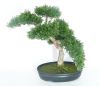 Bonsai factice Cedre H 43 X 40 CM 318 feuilles haute