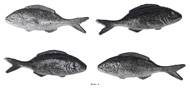 Sardines factices x4 L 120x40 mm plastique soufflé