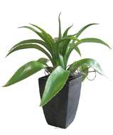 Agave Succulente plante artificielle cactée en pot H 29 cm Vert Type A