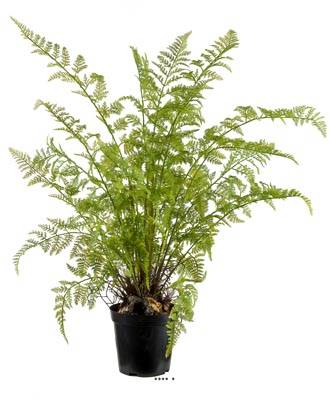 Fougère proliferum factice en pot H 80 cm Vert