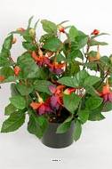 Fuchsias fleuries factices en pot, H 30 cm, Pourpre-fuschia