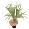 Plante corne d''élan factice en pot H 30, D 40 cm