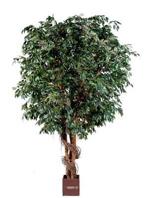 Ficus Benjamina Geant factice H 320 cm L 130 cm 8448 feuilles en pot