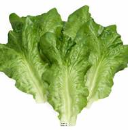 Feuilles de salade laitue factices x6 touché réel