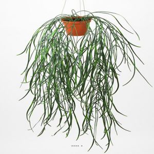 Hoya linearis factice en pot H 70 cm tres originale suspension