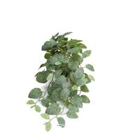 Fittonia factice en pot, feuillage retombant L 50 cm