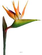 Strelizia Arabica factice oiseau du paradis tete latex H 80 cm