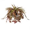 Plante verte, Rhipsalis cruciformis factice en pot, L 40 cm D 30 cm