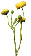 Fleurs factices en tige, Renoncules H 48 cm Jaune