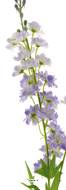 Tige de Delphinium poupre-blanc H 85 cm 
