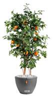 Oranger factice tronc naturel en pot avec fruits H 150 cm Orange