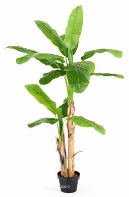 Bananier factice 2 troncs dans un pot H 180 cm D 130 cm