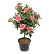 Rosier Boule sur tronc factice en pot H 42 cm leste adorable Rose soutenu