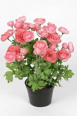 Renoncule factice en pot H 28 cm 32 fleurs factices lumineuses Rose soutenu