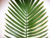 Feuille de palmier Phoenix H 63 cm PVC pour Outdoor D 27 cm magnifique