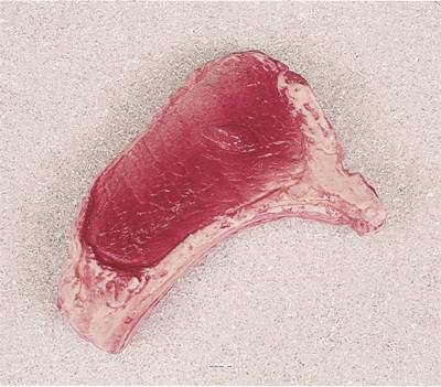 Côte de Bœuf crue factice L 220x150 mm plastique soufflé