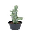 Cactus Cierge factice cactee succulente dans un pot H 23 cm D 10 cm