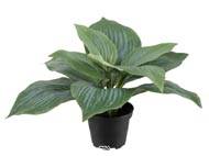 Hosta factice H 20 cm D 30 cm Large feuille factices Tissu en pot Vert