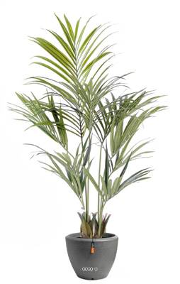 Palmier Kentia factice en pot superbe de realisme H 150 cm Vert