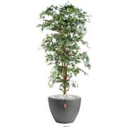 Aralia Arbre factice H 150 cm Vert en pot