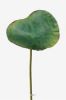 Feuille de lotus artificielle D 17 cm H 70 cm superbe
