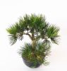 Bonsai Pin factice H 33 cm 43 touffes d'aiguilles dans un pot Noir tres classe